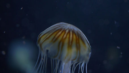 dark detail jellyfish 6